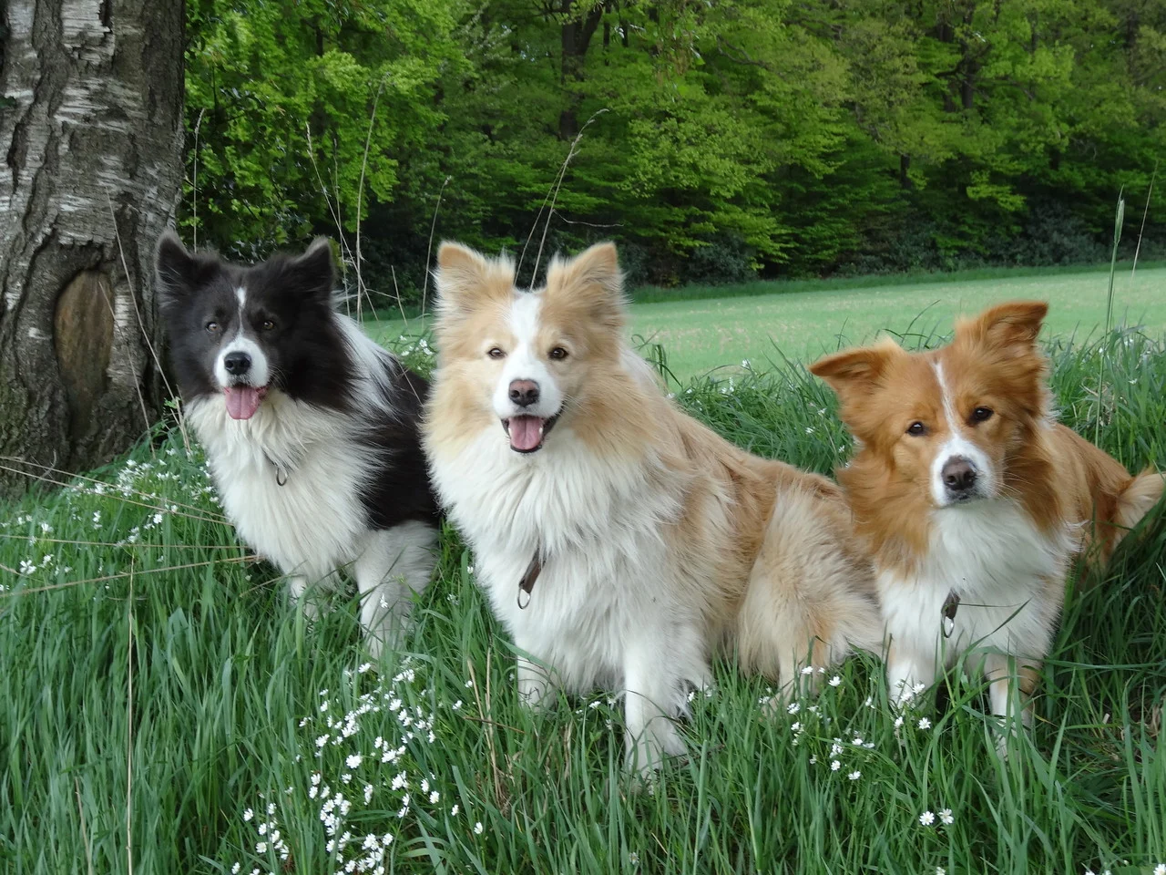 Drei Hunde sitzen nebeneinander im hohen Gras am Waldrand: ein schwarz-weißer, ein hellbeiger und ein rotbraun-weißer Hütehund